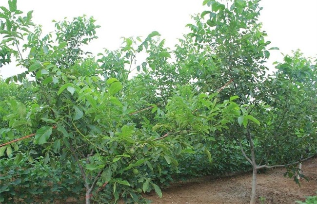 春季核桃种植注意些什么(重庆核桃种植基地)