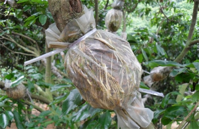 荔枝高压繁殖技术(荔枝高压繁殖用什么土最好)