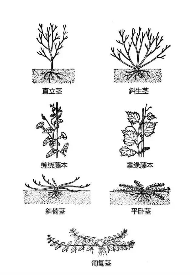 最全植物形态图解(植物形态特征描述)