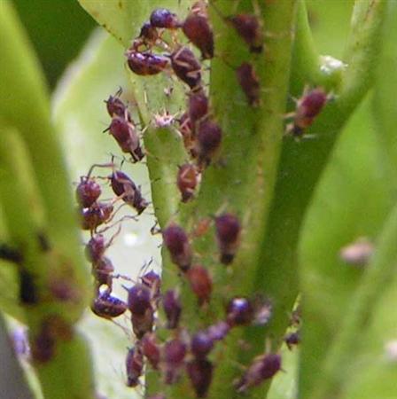 药用金银花种植(英武金银花种植)