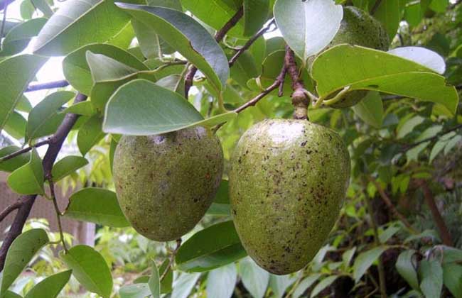 牛油果种植条件(牛油果种植条件和时间)