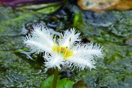 金银莲花花语(金银莲花诗词)