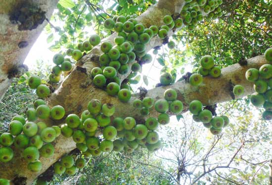 无花果栽培技术(无花果栽培技术研究)