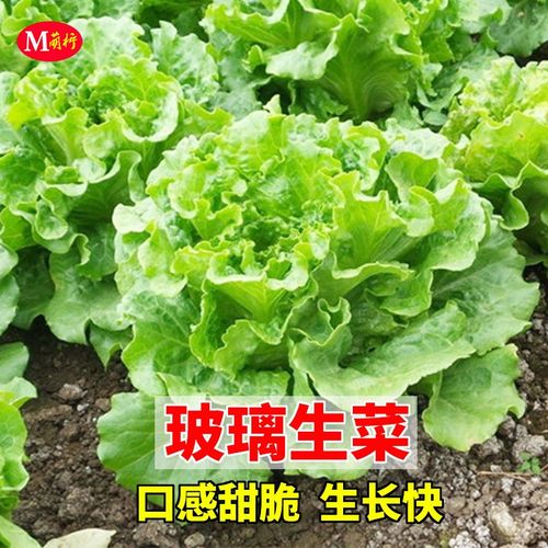 玻璃生菜怎么种植容易发芽