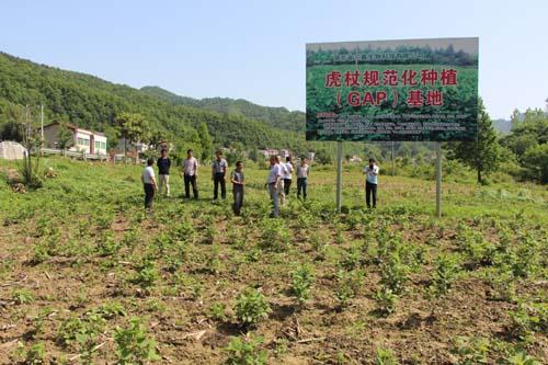 虎杖人工种植