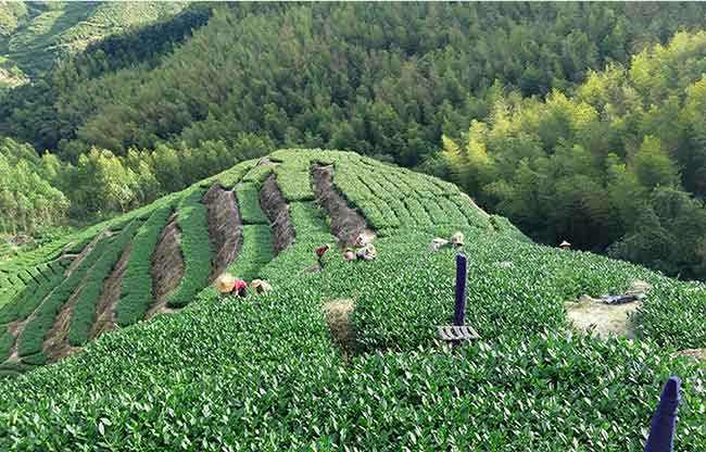 安溪铁观音种植面积