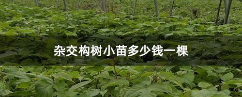 杂交构树的种植技术(杂交构树组培苗价格)