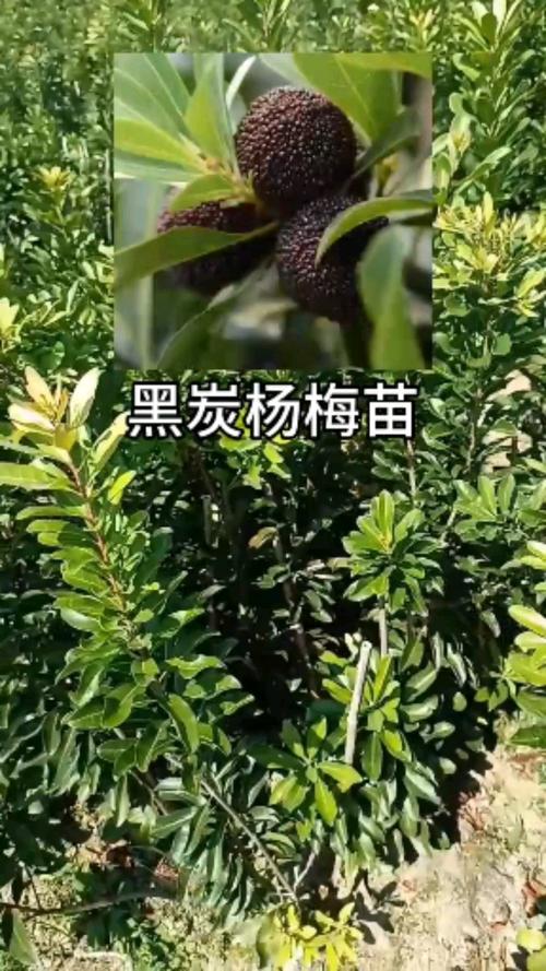 黑炭杨梅的种植与管理技术(黑晶杨梅和黑炭杨梅一样吗)