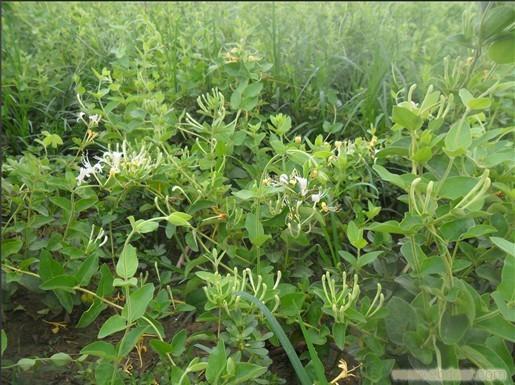 野生金银花的种植技术