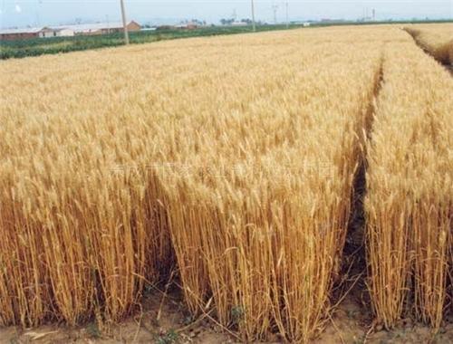 有机小麦种植技术(天然有机小麦种植基地)