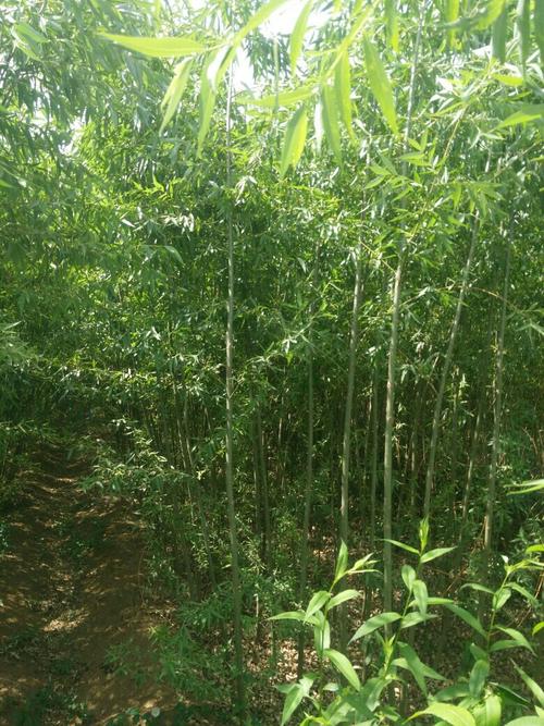 竹柳种植技术指导