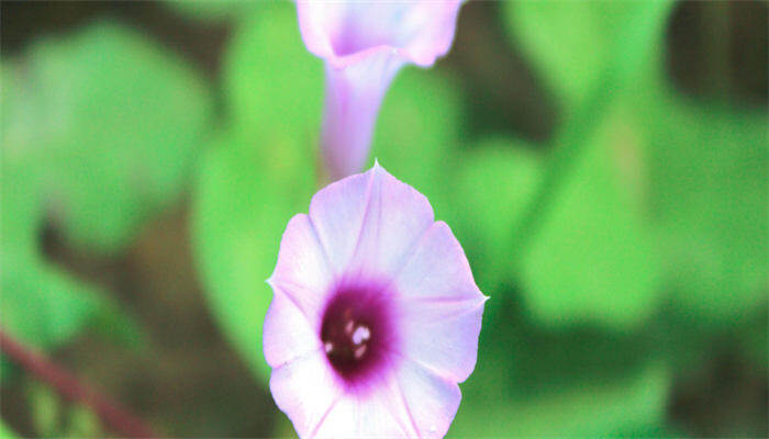 牵牛花花期多长时间