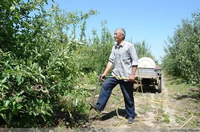 果园土壤肥力如何提高(果园土壤肥力水平分级)