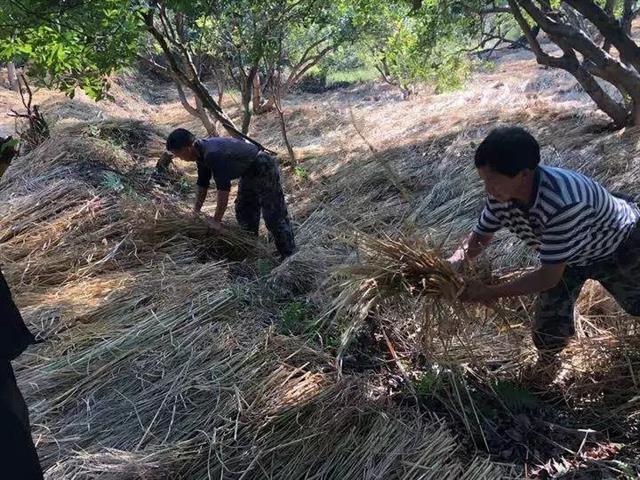 果园土壤肥力如何提高(果园土壤肥力水平分级)