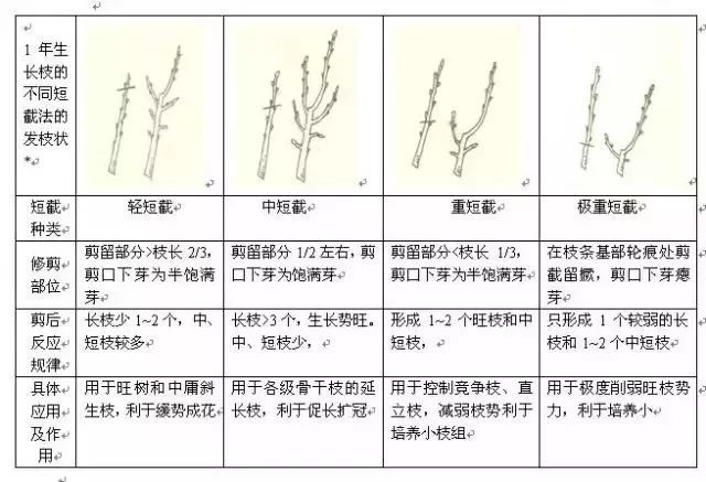 李子树的栽培管理技术(李子树的种植方法与管理)