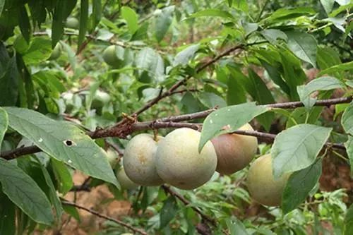 李子树的栽培管理技术(李子树的种植方法与管理)