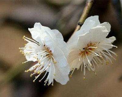 梅花怎么种植(梅花种植方法和时间)