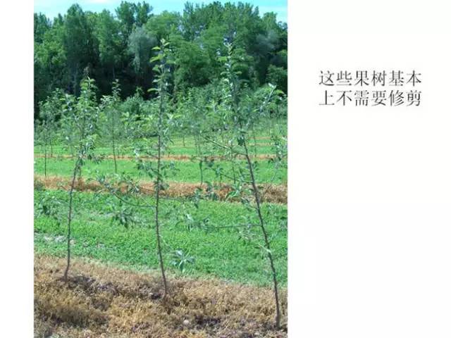 苹果树整形及修剪技术(苹果树修剪技术视频整形和修剪)