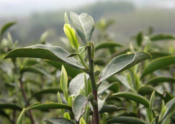 贵州山区茶树栽培技术(茶树栽培管理技术ppt)