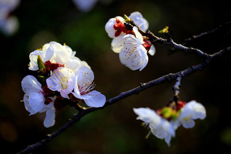 杏花开在什么季节(杏花开了是什么季节)