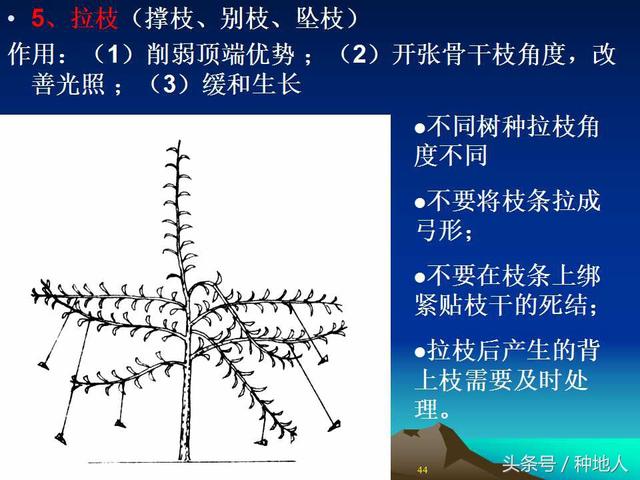 核桃整形修剪技术图解(树木整形修剪技术图解)