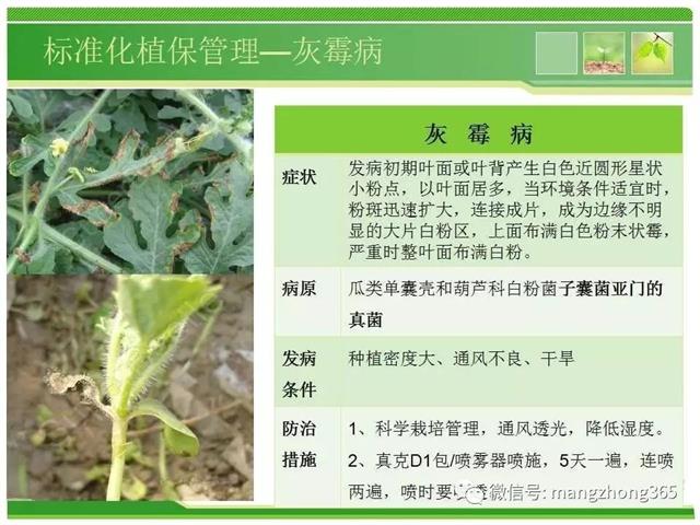 超详细西瓜标准化栽培技术(现在最新西瓜种植技术)