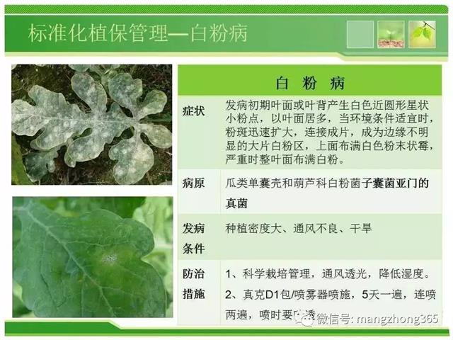 超详细西瓜标准化栽培技术(现在最新西瓜种植技术)