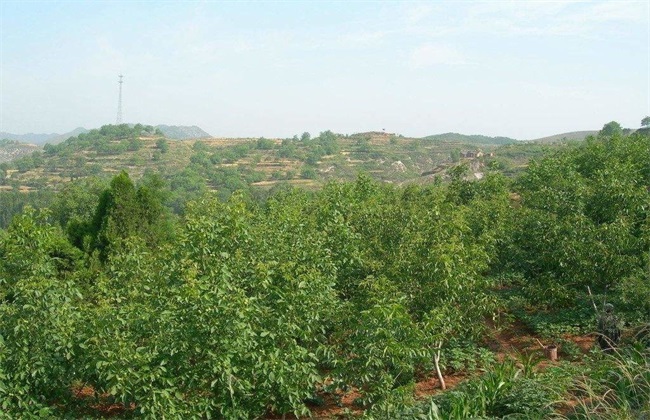 春季核桃种植注意些什么(重庆核桃种植基地)