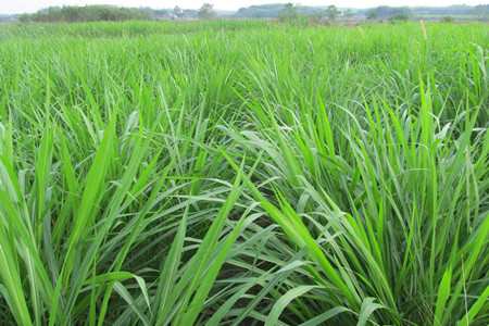 黑麦草什么时候播种(黑麦草播种量)