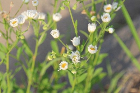 雪茄花是并不是满天星(雪茄花别名)