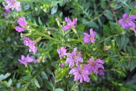 雪茄花是并不是满天星(雪茄花别名)