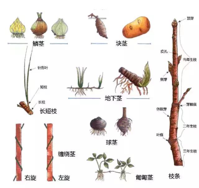 最全植物形态图解(植物形态特征描述)