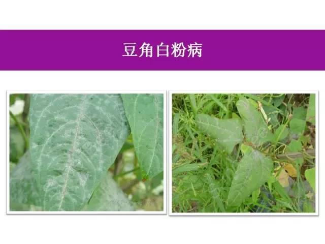 蔬菜病虫害高清图谱(蔬菜病虫害图片)