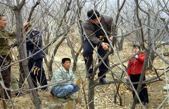 板栗春季修剪方法(苹果树春季修剪方法)