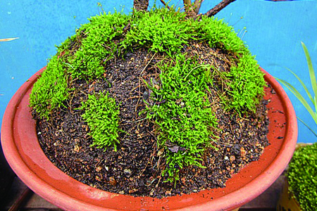 苔藓植物的繁殖方式(苔藓植物的繁殖方法)