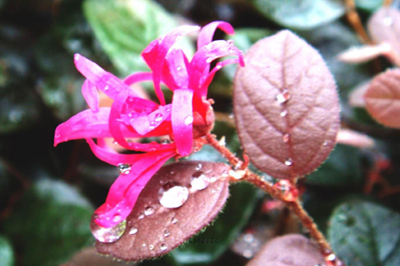 红花继木的管理方法技巧(红花继木种植和管理)