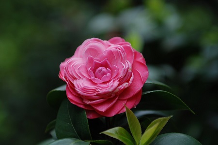 茶花是几月份开花(茶花在几月份开花呢)