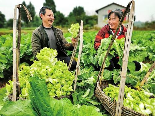 儿菜种植技术和管理