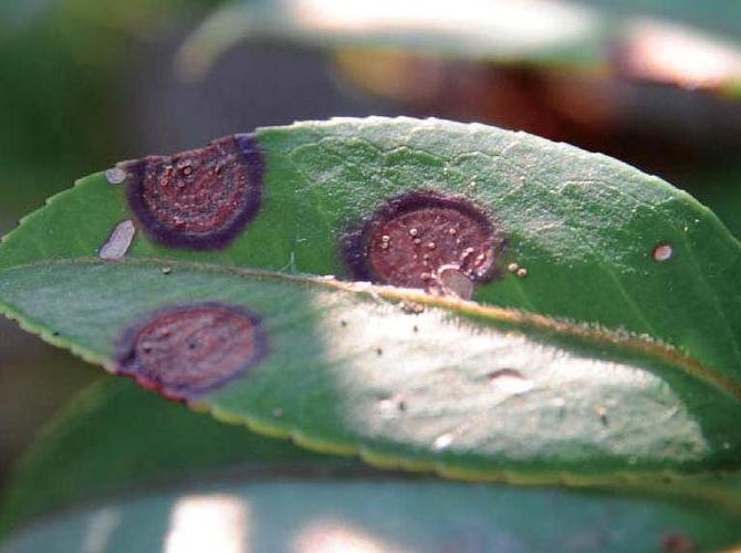 油茶病害大全