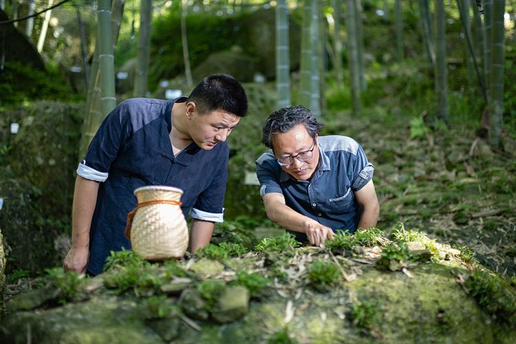 霍山石斛如何种植技术