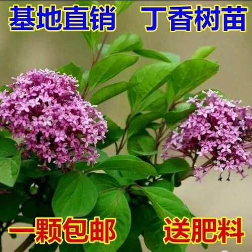 紫丁香花怎么种植