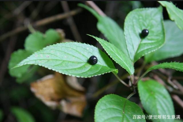 花开在叶子上