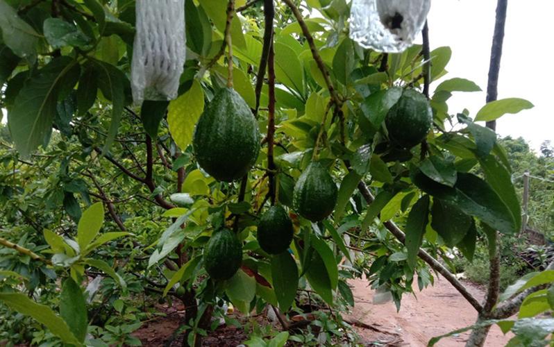 牛油果大棚种植技术(牛油果大棚种植)