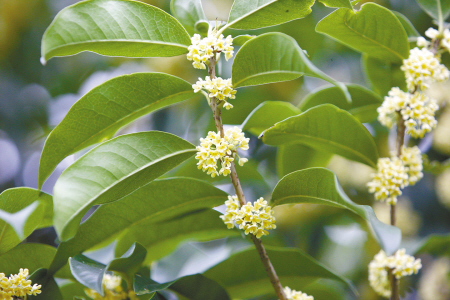 北方桂花夏天怎么种植(适合北方种植的名贵树木)