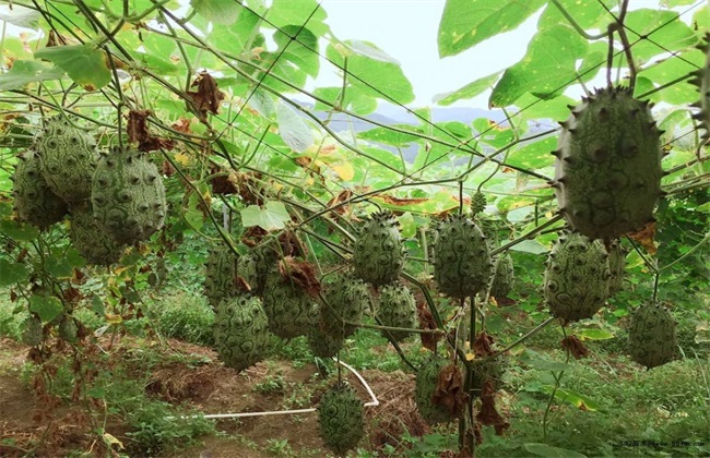 火参果的种植办法(火参果的种植前景和利润)