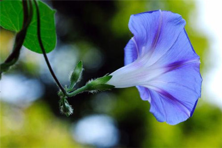 爬藤的花卉有哪些(爬藤的花卉有哪些图片)