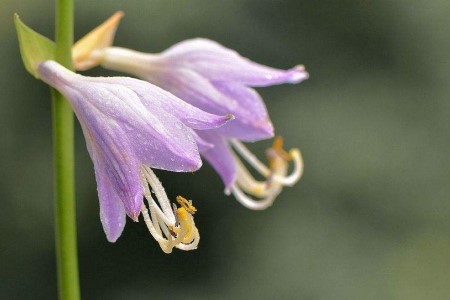 玉簪花怎么养(玉簪花怎么养才能爆盆)