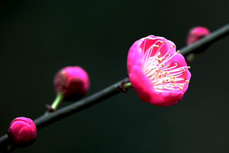 梅花怎么种植(梅花种植方法和时间)