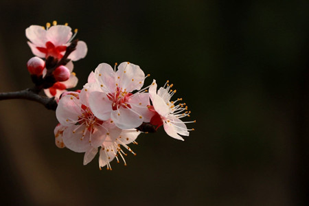 杏花开在什么季节(杏花开了是什么季节)