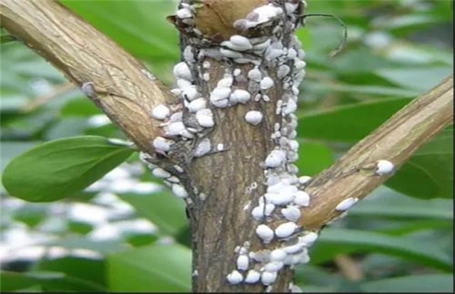 芒果蚧壳虫的防治办法(芒果介壳虫用什么药防治)